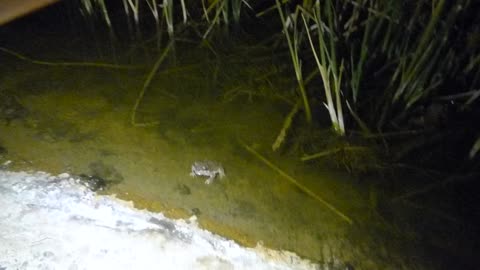 2 toads again
