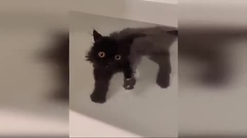 Funny Cats and Dogs