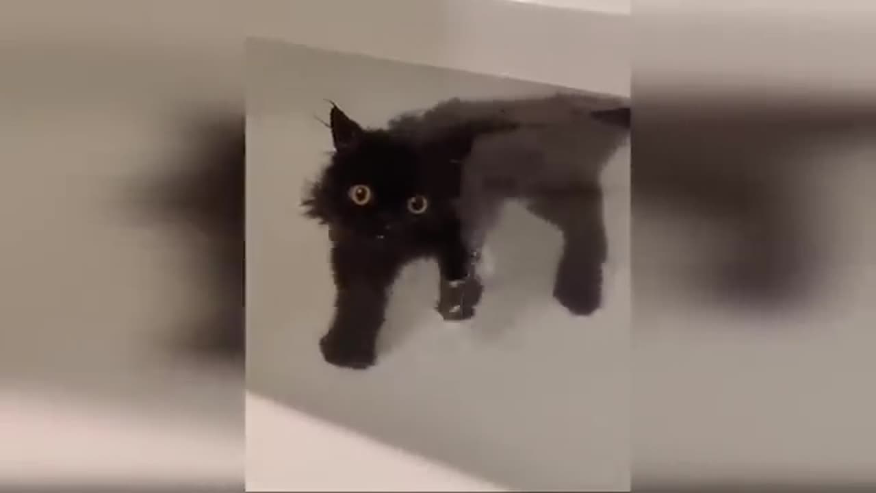Funny Cats and Dogs