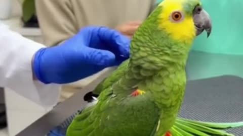 Parrot Screams at Injection Time