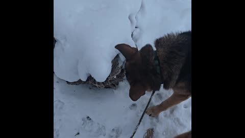 Virgil german shepherd.