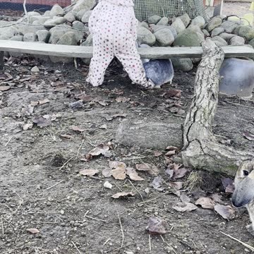 Baby Kayla Feeds the Bunnies 🐰💗