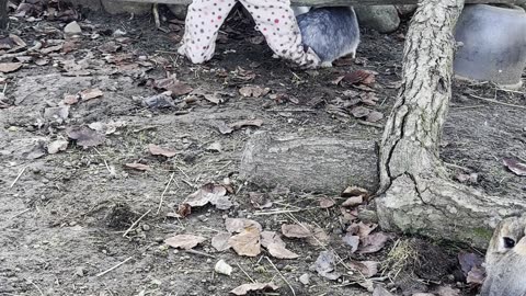 Baby Kayla Feeds the Bunnies 🐰💗