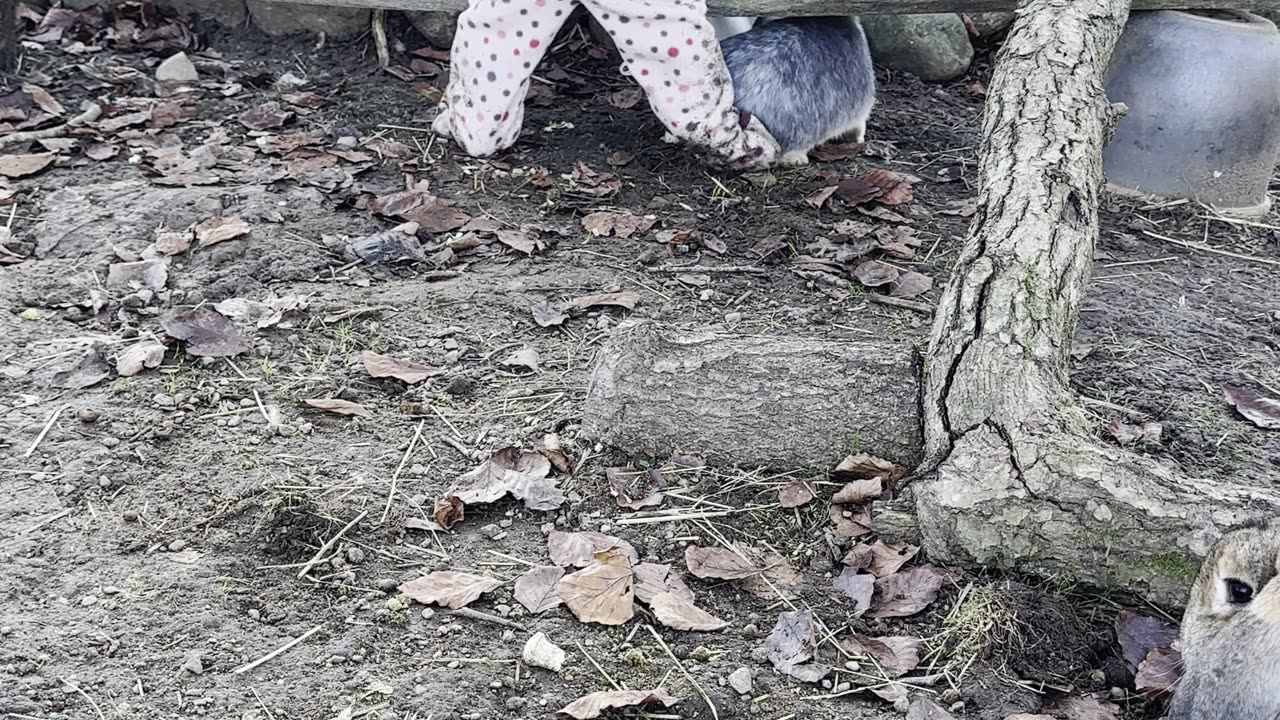 Baby Kayla Feeds the Bunnies 🐰💗