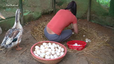 Build Nest For Ducks To Lay Eggs - Harvest Ducks Eggs Goes To Market Sell Free Bushcraft - 1080