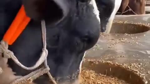 COW FARM