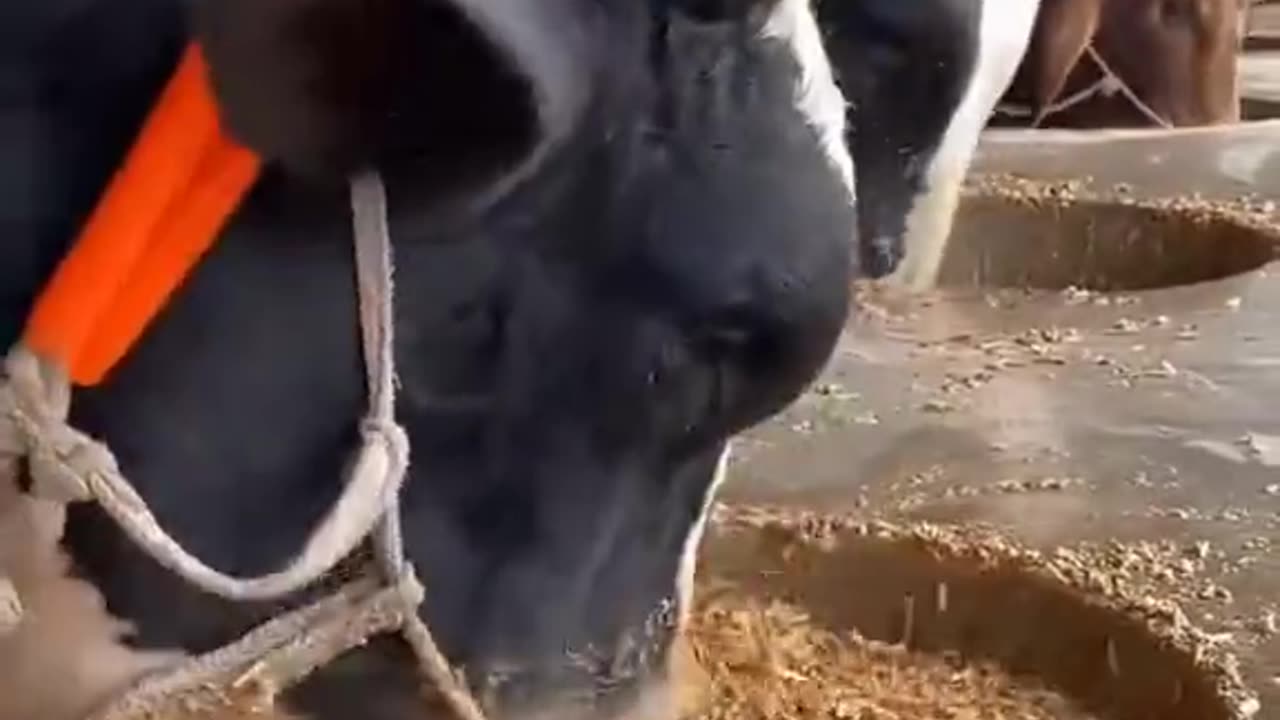 COW FARM