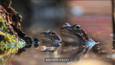 The Animal Kingdom in 8K HDR – Spectacular Wildlife Moments