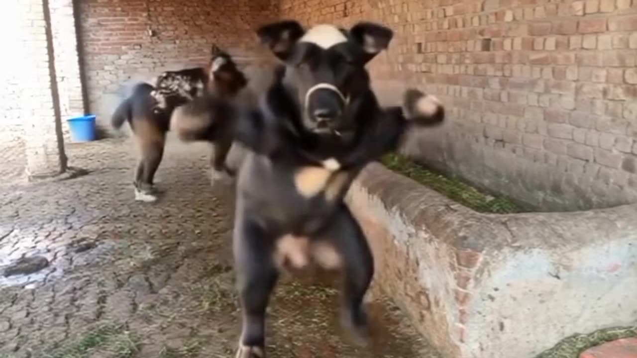 Funny video