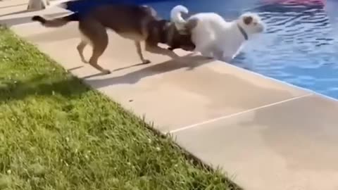 Funny Cat and Dogs