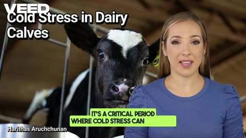 Beat Cold Stress:Boost Dairy Calf Growth