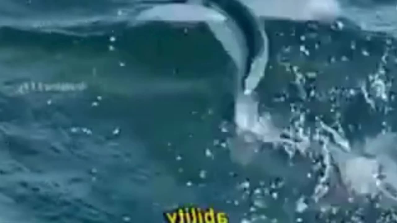 😍This is how Flying Fish Escape from Predators