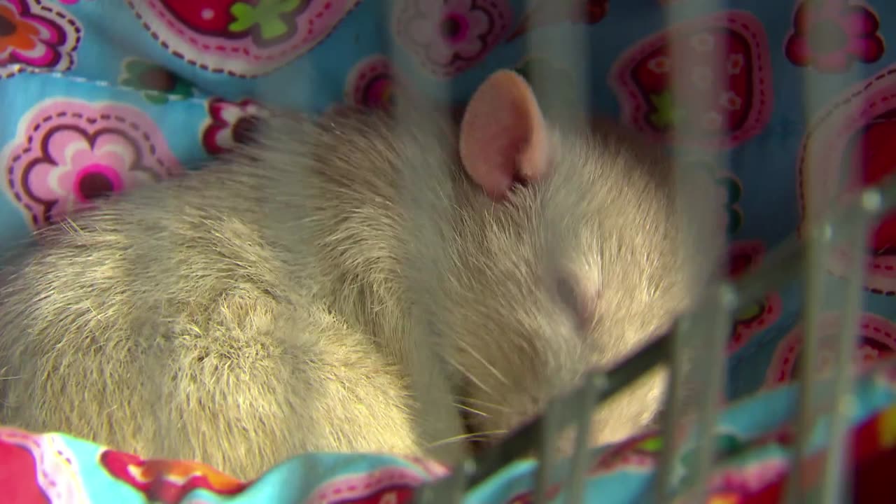 Mi Mascota y Yo - T01E23 - Ratas