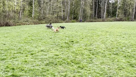 park chase with Grizz and Meeka 29083420984