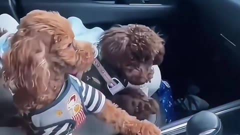 Funny dog #funny #funnydog #funnyvideo #dog