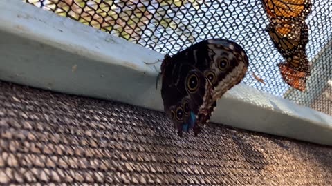 Multiple Butterflies Upclose