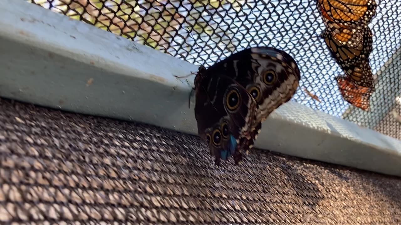 Multiple Butterflies Upclose