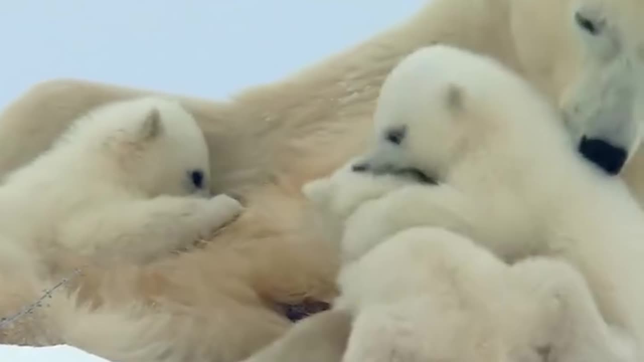 A Mother Bear and Her Cubs