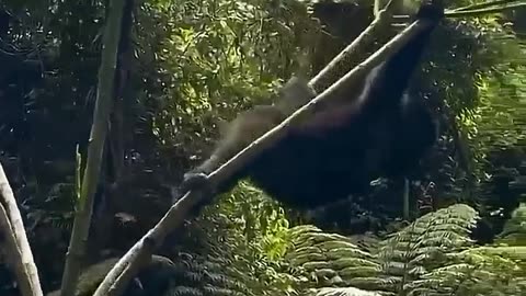 Cute Animals doing funny things!