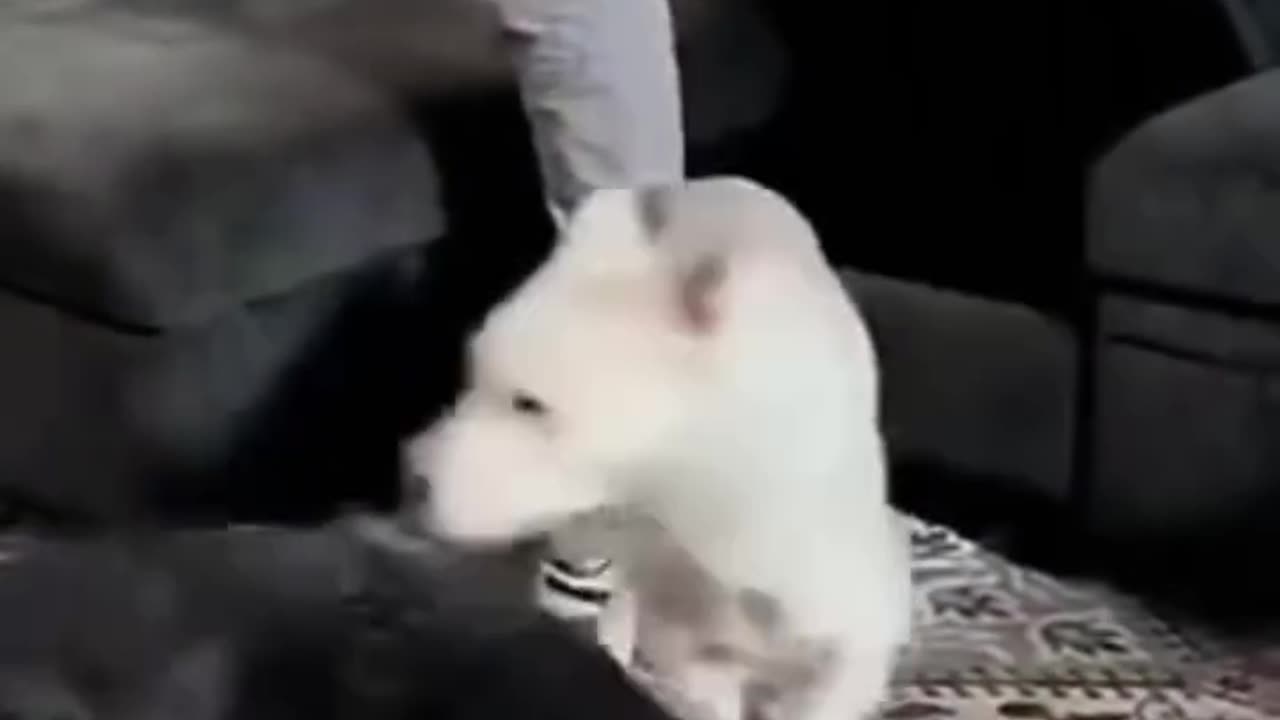 Funny Animal