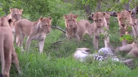animals