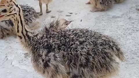 Ostriches