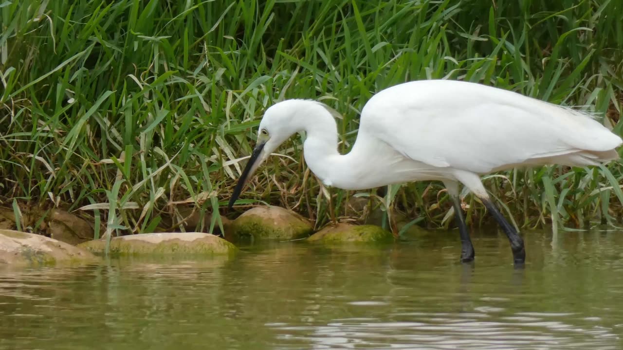 The Beautiful Creature on the Planet Earth