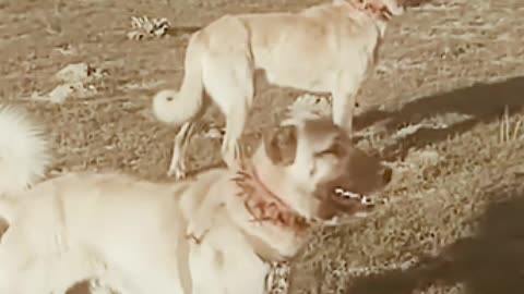 Dogs vs Wolves