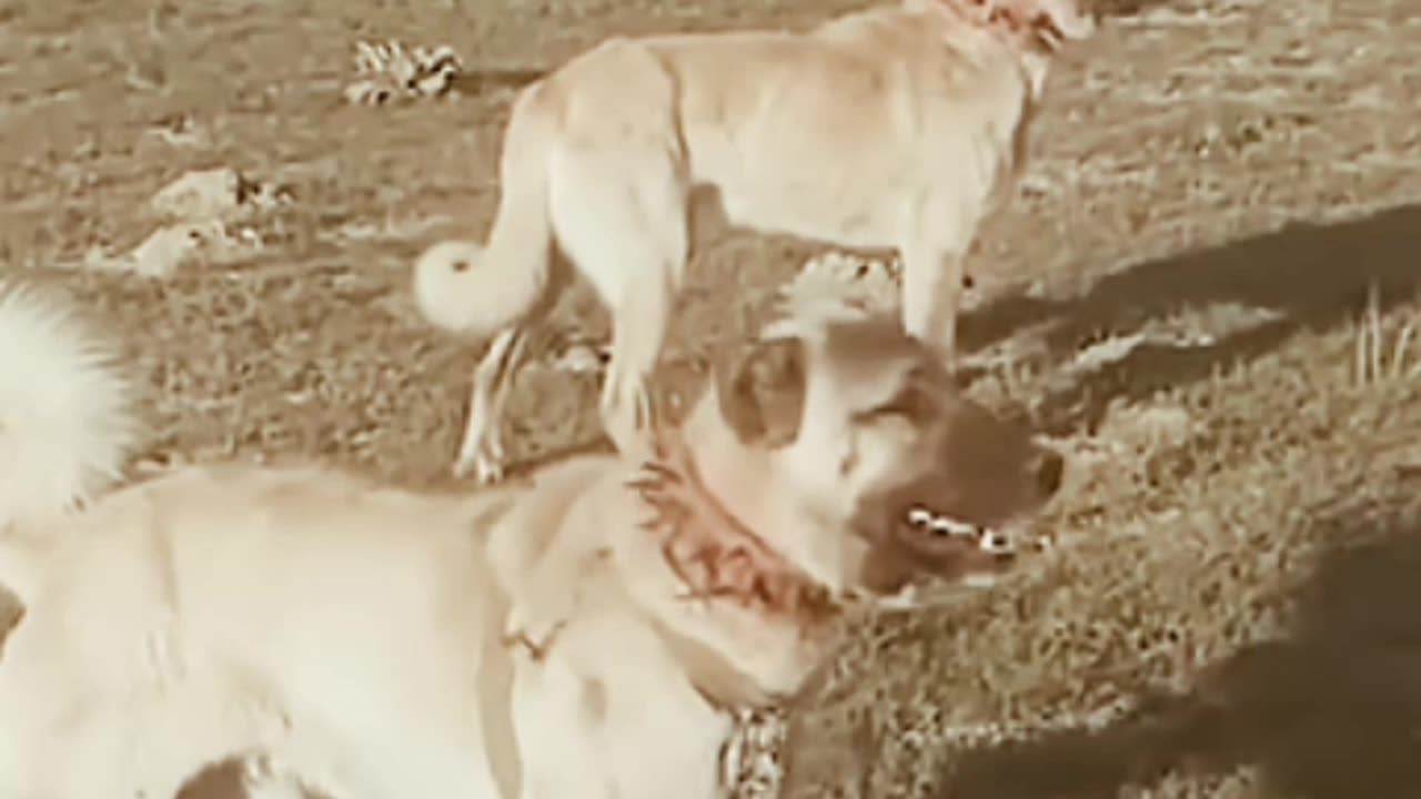 Dogs vs Wolves