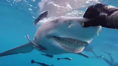 Smiling shark