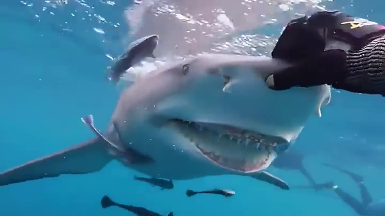 Smiling shark