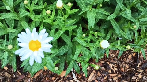 Daisy