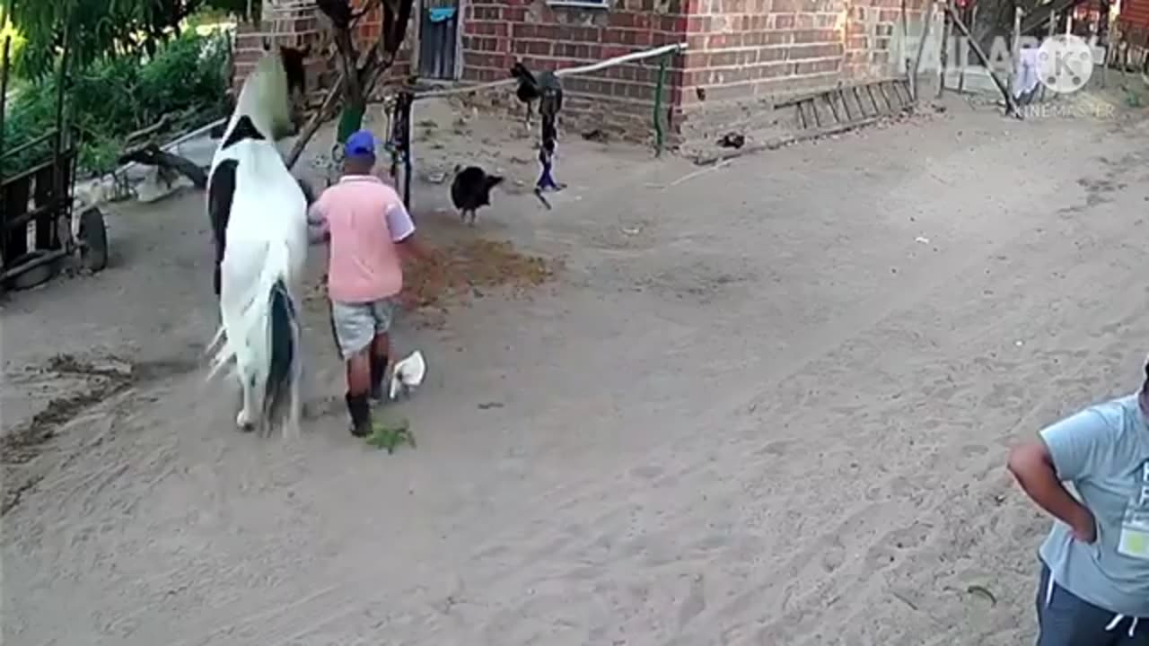 most laughed videos