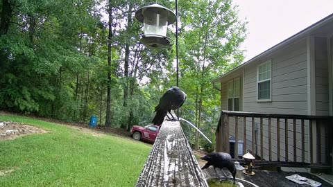 Bird Time