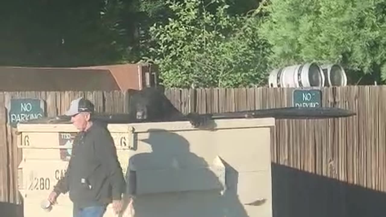 Dumpster Bear Goes Unnoticed