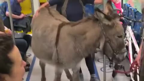 Donkey Rides the Bus – Only in Real Life Comedy