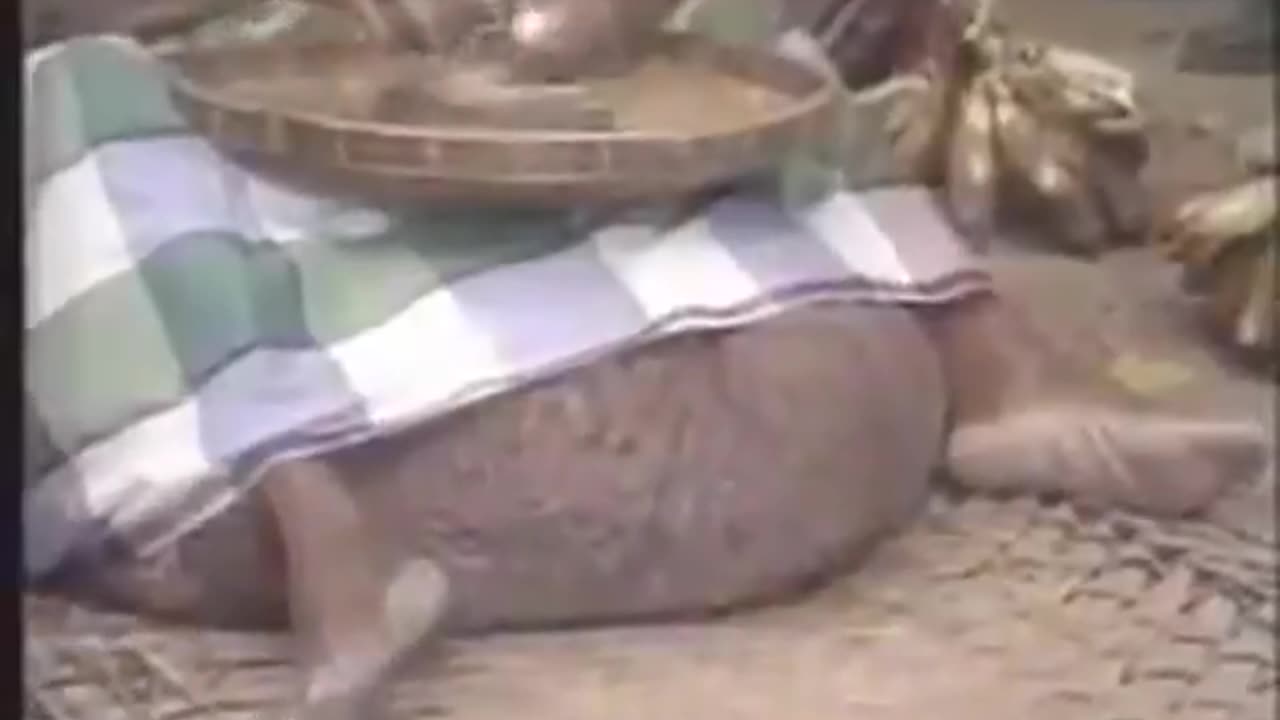pajeet's enlarged testicles