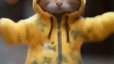 Cat Motorcycle Dance
