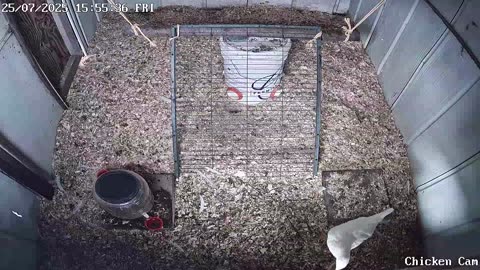 Millar Time Chicken Cam