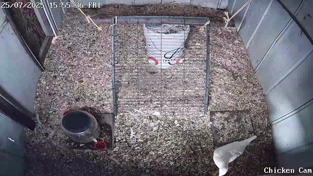 Millar Time Chicken Cam
