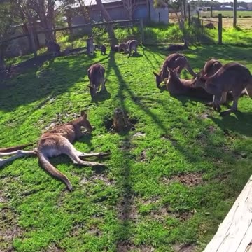 Kangaroos are relaxing chilling | only in Australia 🇦🇺
