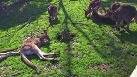 Kangaroos are relaxing chilling | only in Australia 🇦🇺