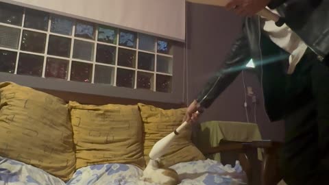 Cat Loves to Watch Juggling