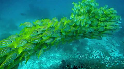 beautiful green fishes