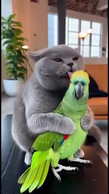 Cat vs Terrified Parrot 🦜