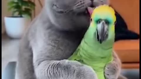 Cat vs Terrified Parrot 🦜