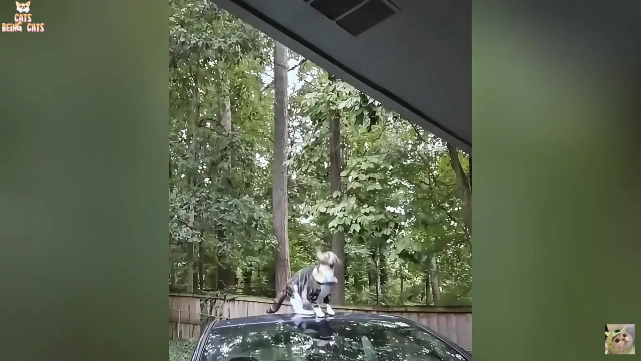Funny CATS Videos Compilation🥰