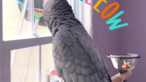 parrot calling cat with hilarious miaow 😂
