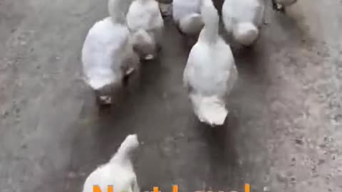 Ducks Dance