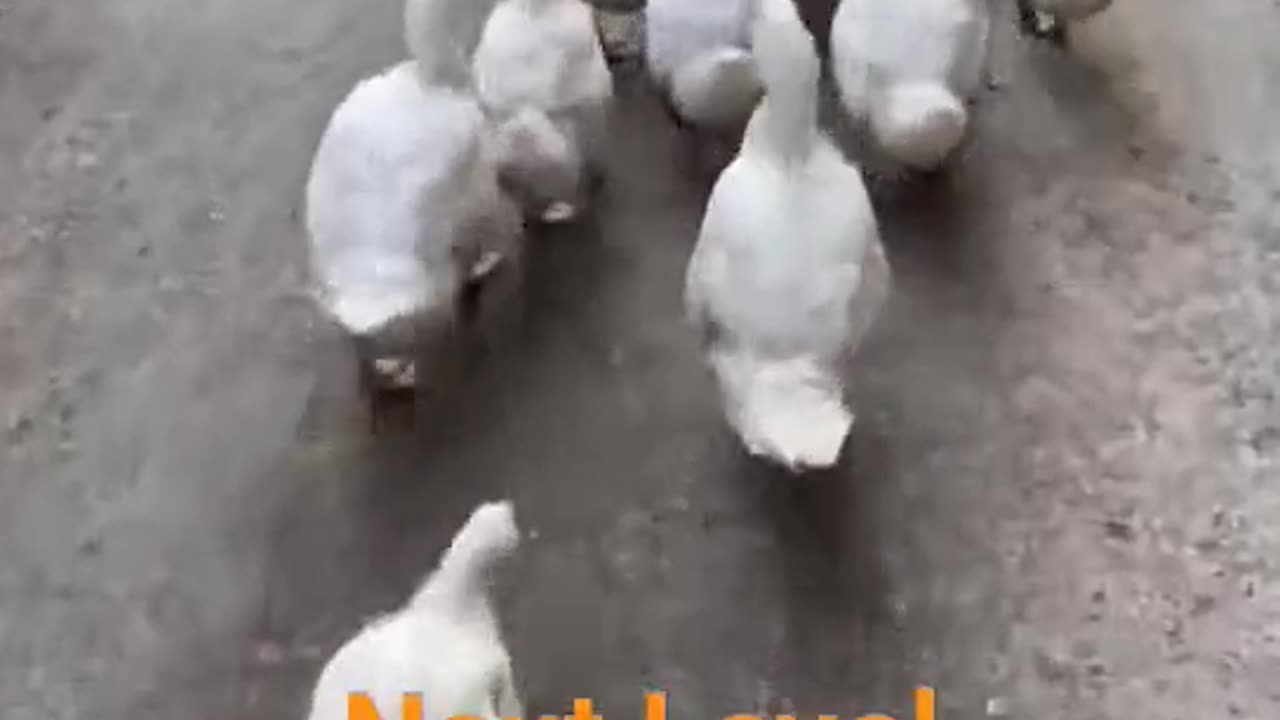 Ducks Dance